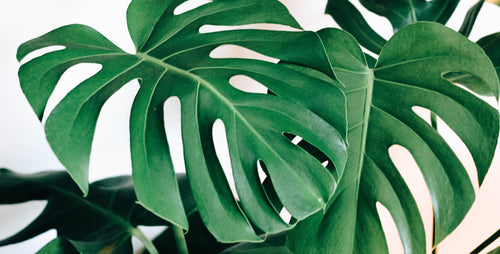 Monstera Magnetism