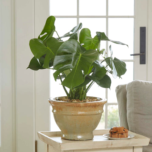 Modern living room interior with monstera in a ceramic pot, in front of a glass patio door, and on a wood table with a blueberry muffin next to an armchair