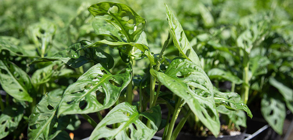 Closeup of Little Swiss Monstera leaves