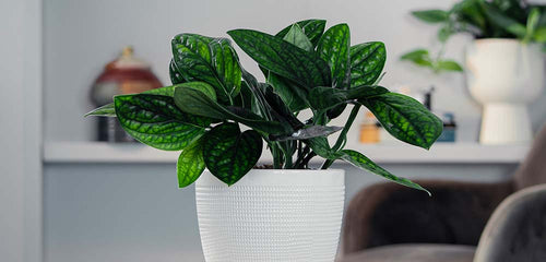 Monstera Peru houseplant with dark green, glossy leaves featuring light green veining, in a white textured planter set on a wooden surface with a soft-focused background of a home interior.