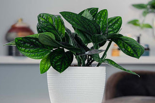 Monstera Peru houseplant with dark green, glossy leaves featuring light green veining, in a white textured planter set on a wooden surface with a soft-focused background of a home interior.