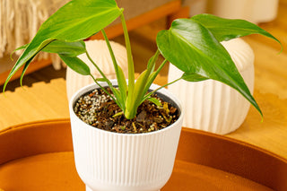 Monstera Burle Marx Flame houseplant in a white self-watering container in a leather tray on an orange coffee table in a living room in Costa Farms