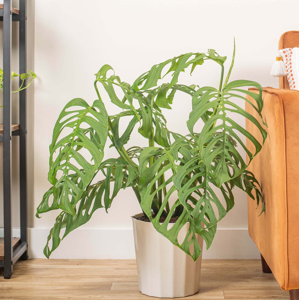 Monstera Esqueleto houseplant with characteristic fenestrated leaves in a white pot, placed on the floor next to a tan sofa.