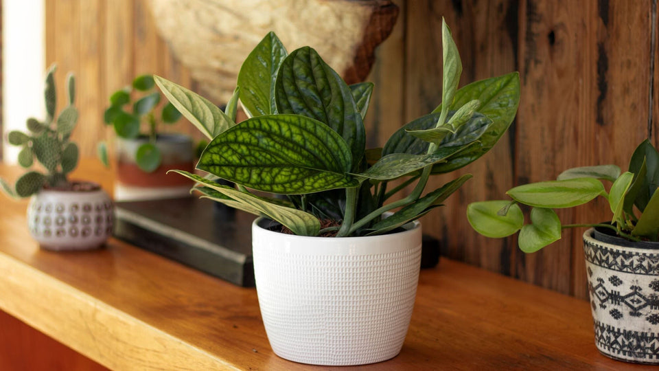 Preventing Houseplant Pests: Easy Tips for Happy, Healthy Plants