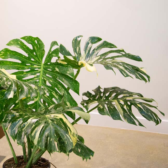 Closeup of variegated Monstera Thai Constellation houseplant in a living room