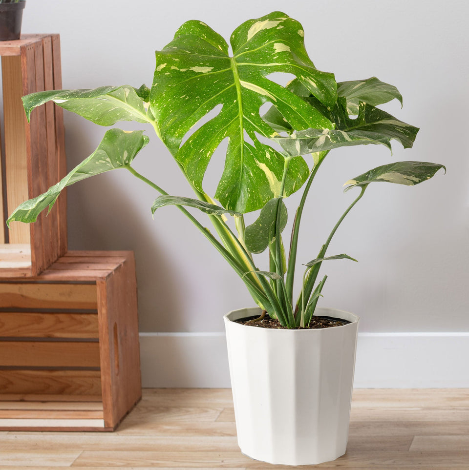 Monstera deliciosa Thai Constellation, a variegated houseplant from Costa Farms, in a white planter on a wood floor next to a white chair in a living room