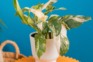 Monstera lechleriana Albo