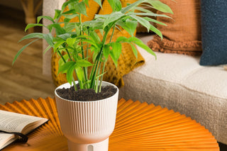 Monstera subpinnata