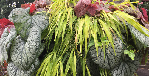 Perennial Baskets for Fall