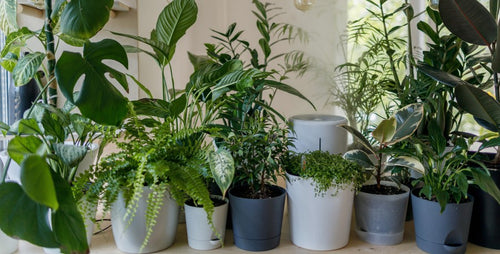 Moving with Your Plants