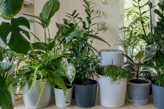 Moving with Your Plants