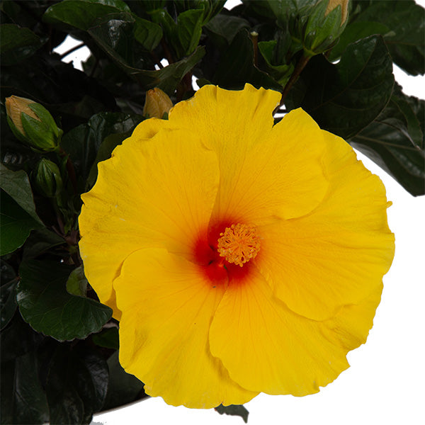 thumbnail image 2 of Emerald Goddess Gardens Bon Temps Tropical Hibiscus - Live Plant, Extra Large Hot Pink & Yellow Flower 2 of 4