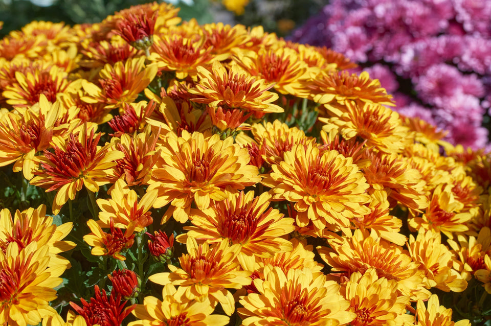 Close-up of mums in full bloom