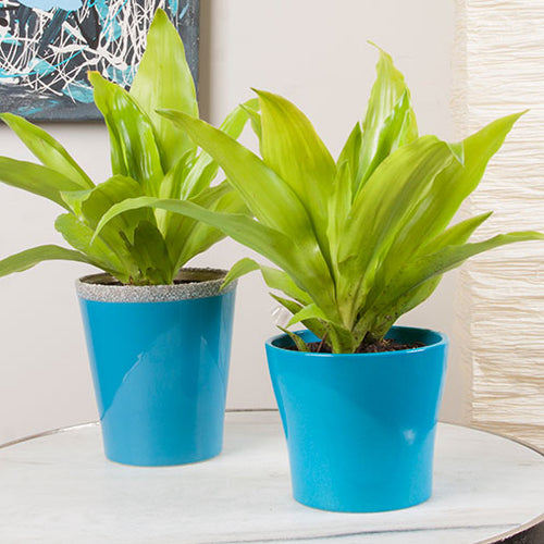 Celebrate National Indoor Plant Week