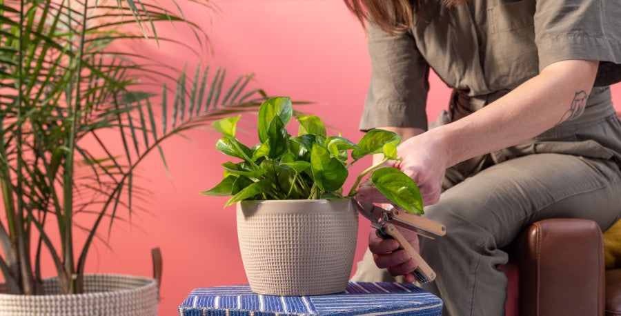 Bring Nature Indoors (with Houseplants)