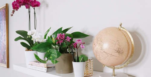 The 5 Rs of Spring Houseplant Care