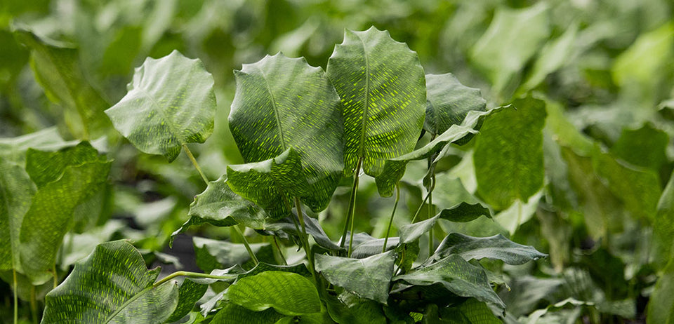 Network Calathea