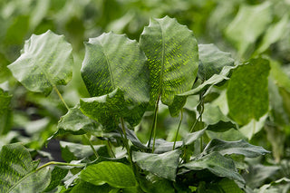 Network Calathea