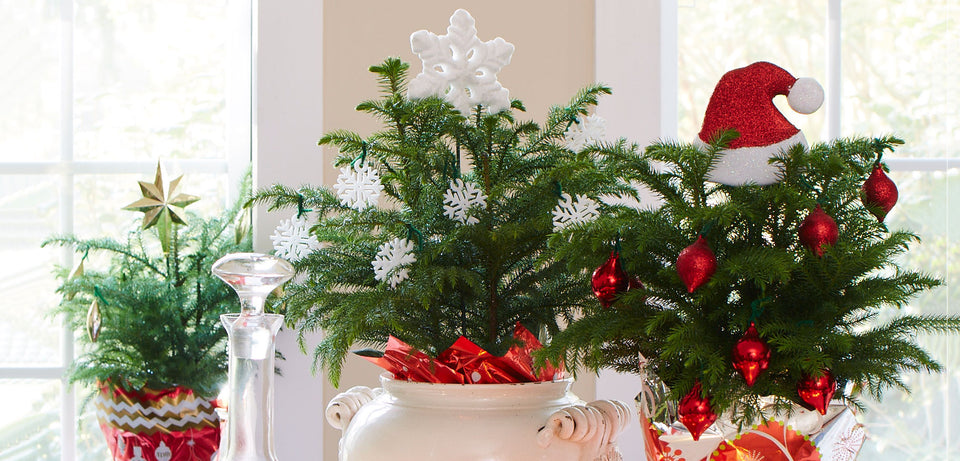 Holiday Plants That Last a Long Time
