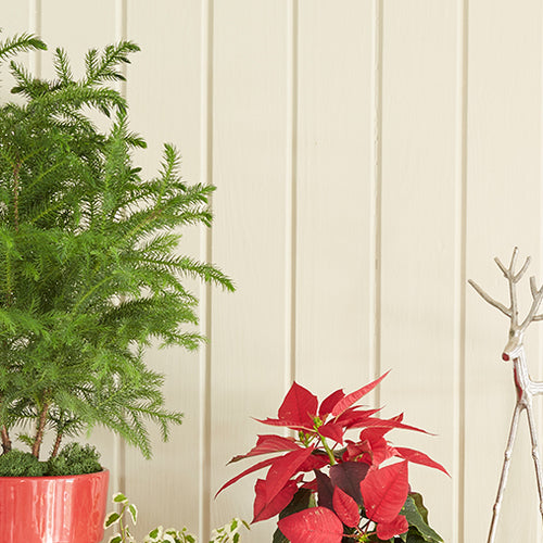 Prepare for Winter with Norfolk Island Pine