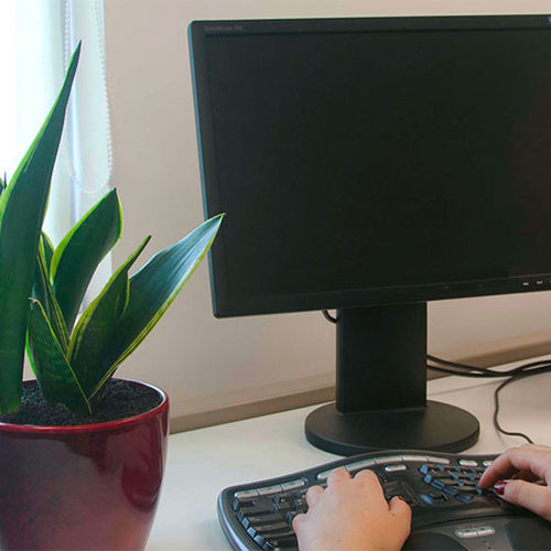 Best Plants for Offices