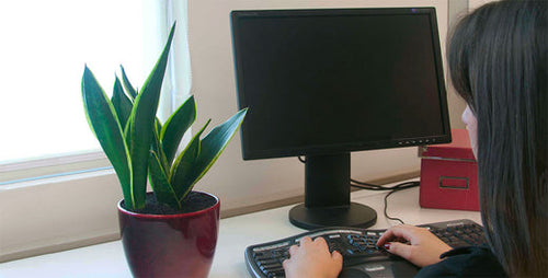 Best Plants for Offices