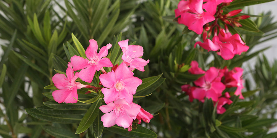 Oleander