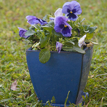 Beautiful Cool-Season Container Garden Ideas