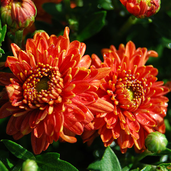A Shopper’s Guide to Buying Mums