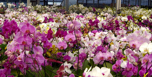 7 Ways Moth Orchids Help You Win
