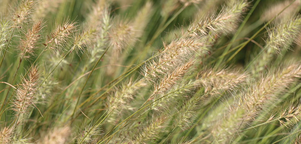 5 Ways Ornamental Grasses Make Your Yard Better