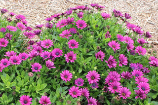 Osteospermum