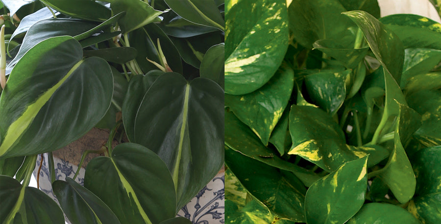 Pothos and Philodendron: Twin Plants From Different Mothers