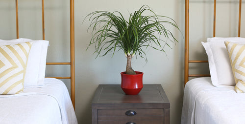 Popular Ponytail Palm