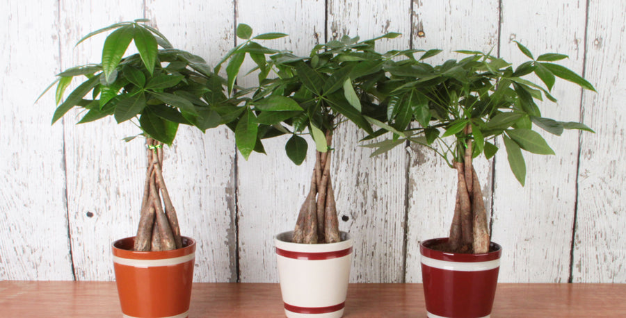 Enrich Your Home with Money Plant