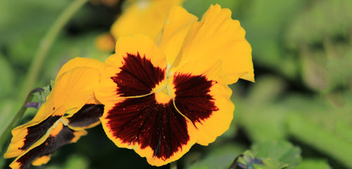 Perfect Pansies