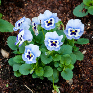 Inspire Blue Angel Pansy