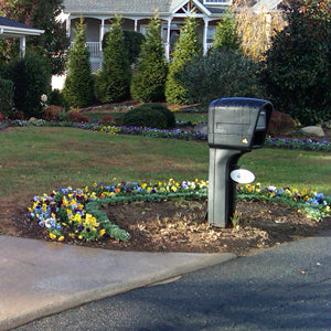 Plant a Colorful Mailbox Garden