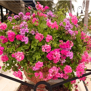 A Shopper's Guide to Buying Geraniums