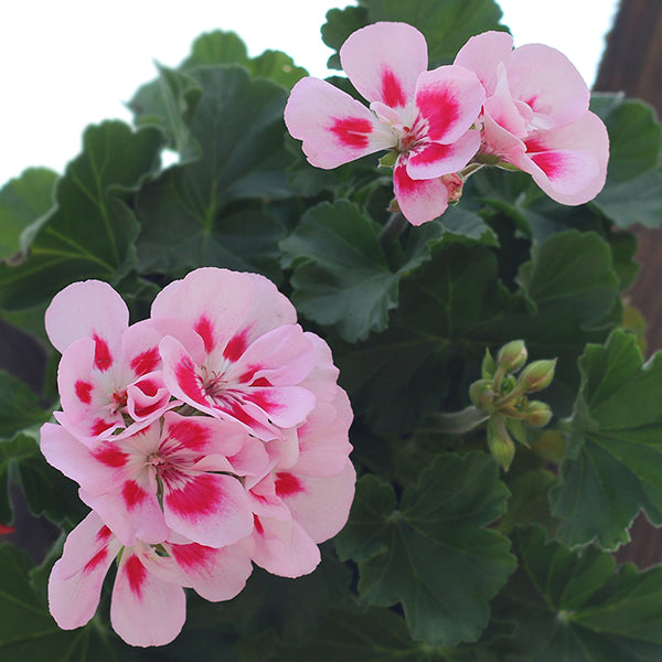 Geranium Presto Geranium, Annual – Costa Farms