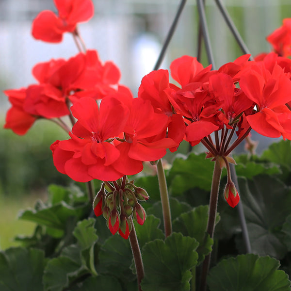 Geranium Presto Geranium, Annual – Costa Farms