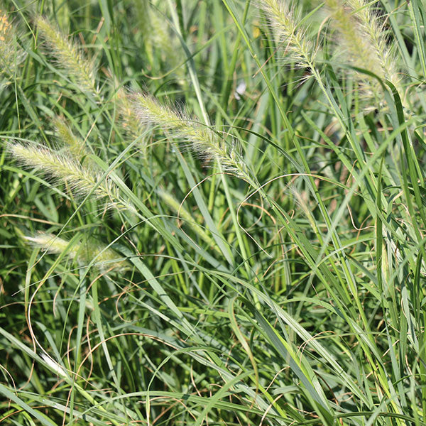 Cassian's Choice Fountain Grass
