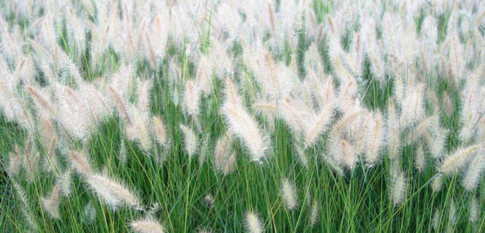 Fountain Grass