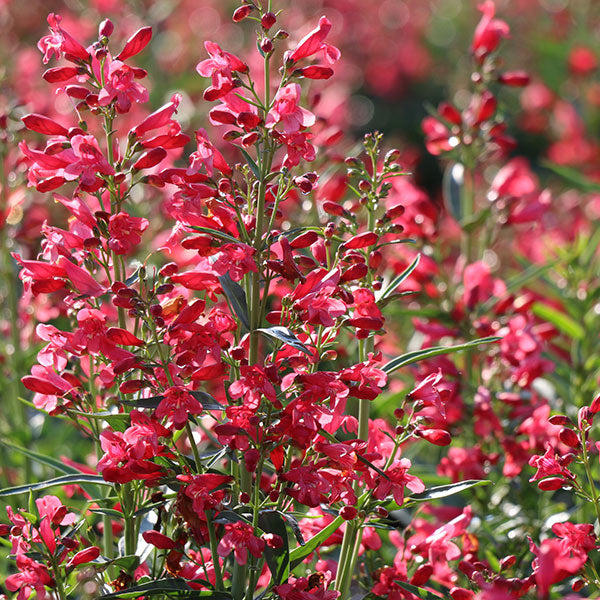Penstemon – Costa Farms