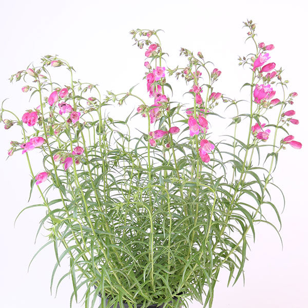 Red Rocks Penstemon Penstemon – Costa Farms