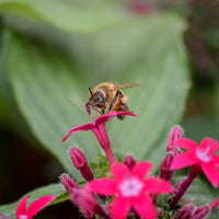 Gardening Primer: Everything You Need to Start Your Garden