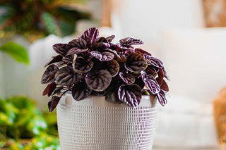 Schumi Red Peperomia