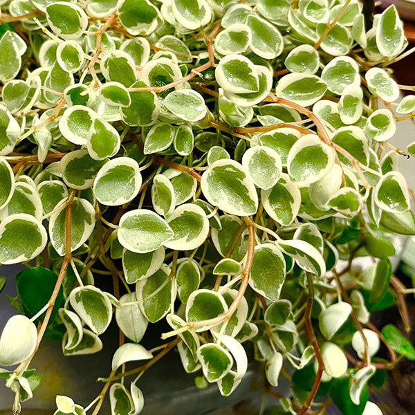 White Cloud Peperomia