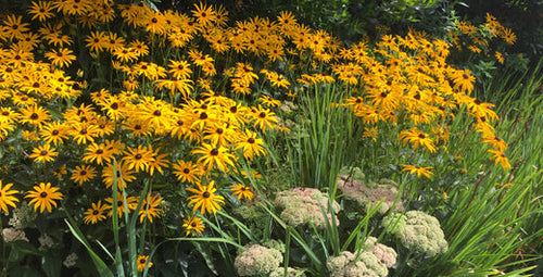 The Garden's Fall Finale