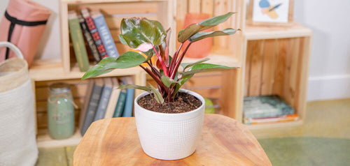  Indoor Philodendron plant with glossy green leaves and a pink central vein, potted in a white textured planter on a wooden table